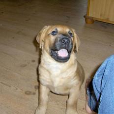 Blanding af racer Ozzy