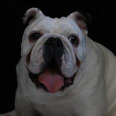 Engelsk bulldog gucci