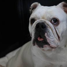 Engelsk bulldog gucci