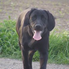 Blanding af racer Aya