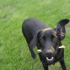 Blanding af racer Aya