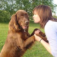 Langhåret hønsehund Felix.