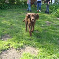 Langhåret hønsehund Felix.