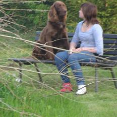 Langhåret hønsehund Felix.