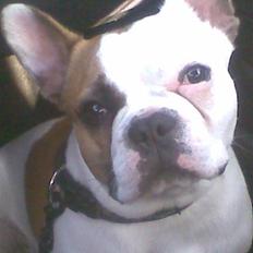 Fransk bulldog Bijous Freja