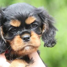 Cavalier king charles spaniel Cava Coton's Sadie