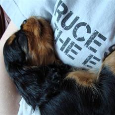 Cavalier king charles spaniel Cava Coton's Sadie