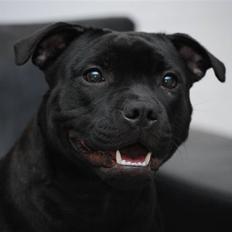 Staffordshire bull terrier Purestaffs Bright Hope Mi