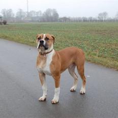 Amerikansk bulldog Morgan