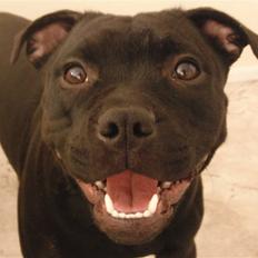 Staffordshire bull terrier Purestaffs Bright Hope Mi