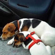 Parson russell terrier DKGCH Duvå Flicka III