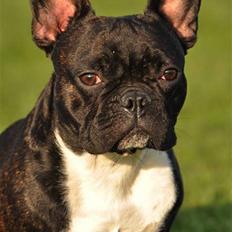 Fransk bulldog Kessler
