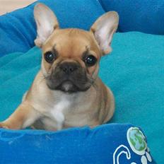 Fransk bulldog Freja