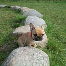 Fransk bulldog Freja