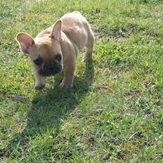 Fransk bulldog Freja