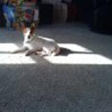 Jack russell terrier rico