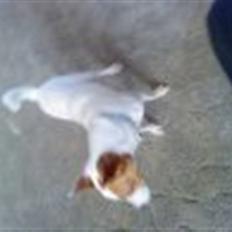 Jack russell terrier rico