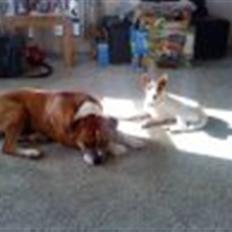 Jack russell terrier rico