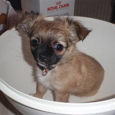 Chihuahua Aslan be my dream *udstationeret*