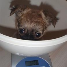 Chihuahua Aslan be my dream *udstationeret*