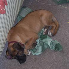 Blanding af racer Freja