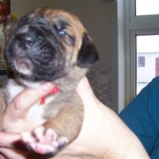 Blanding af racer Freja