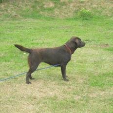 Labrador retriever Sille R.I.P