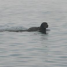 Labrador retriever Sille R.I.P
