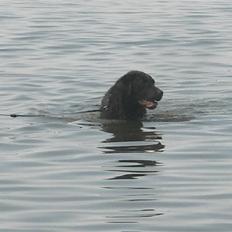 Labrador retriever Sille R.I.P