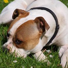 Amerikansk bulldog Fighter 