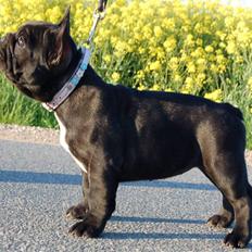 Fransk bulldog Rehab's Gyrinthe