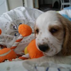 Blanding af racer Holger