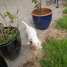 Blanding af racer Holger