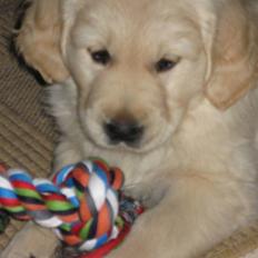 Golden retriever Oskar