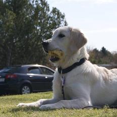 Golden retriever Malou