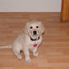 Golden retriever Malou
