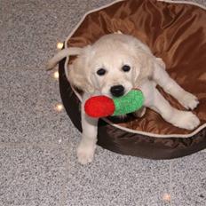 Golden retriever Malou