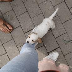 Blanding af racer Holger