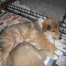 Collie langhåret Katie