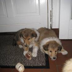 Collie langhåret Katie