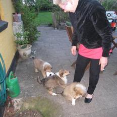 Collie langhåret Katie