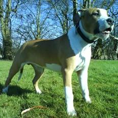 Amerikansk staffordshire terrier Pancho RIP MY LOVE <3