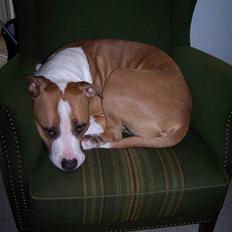 Amerikansk staffordshire terrier Pancho RIP MY LOVE <3