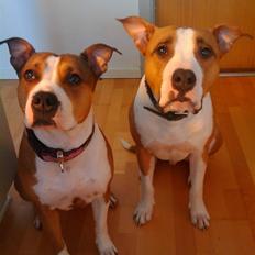 Amerikansk staffordshire terrier Pancho RIP MY LOVE <3