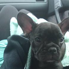 Fransk bulldog Zafir