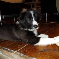 Border collie 'Joker'
