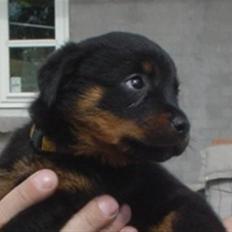 Rottweiler Nica