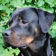 Rottweiler Nica