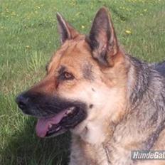 Schæferhund Sussi  R.I.P