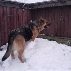 Schæferhund Sussi  R.I.P